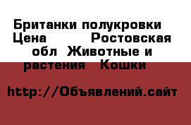 Британки-полукровки › Цена ­ 100 - Ростовская обл. Животные и растения » Кошки   